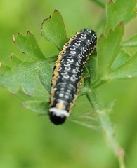 Depressaria daucella