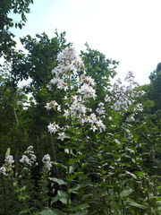 Campanula lactiflora