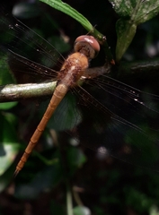 Tholymis tillarga