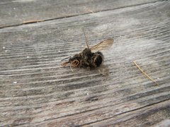 Bombus gerstaeckeri