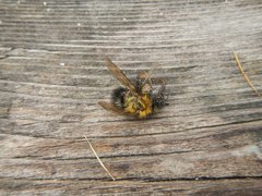 Bombus gerstaeckeri