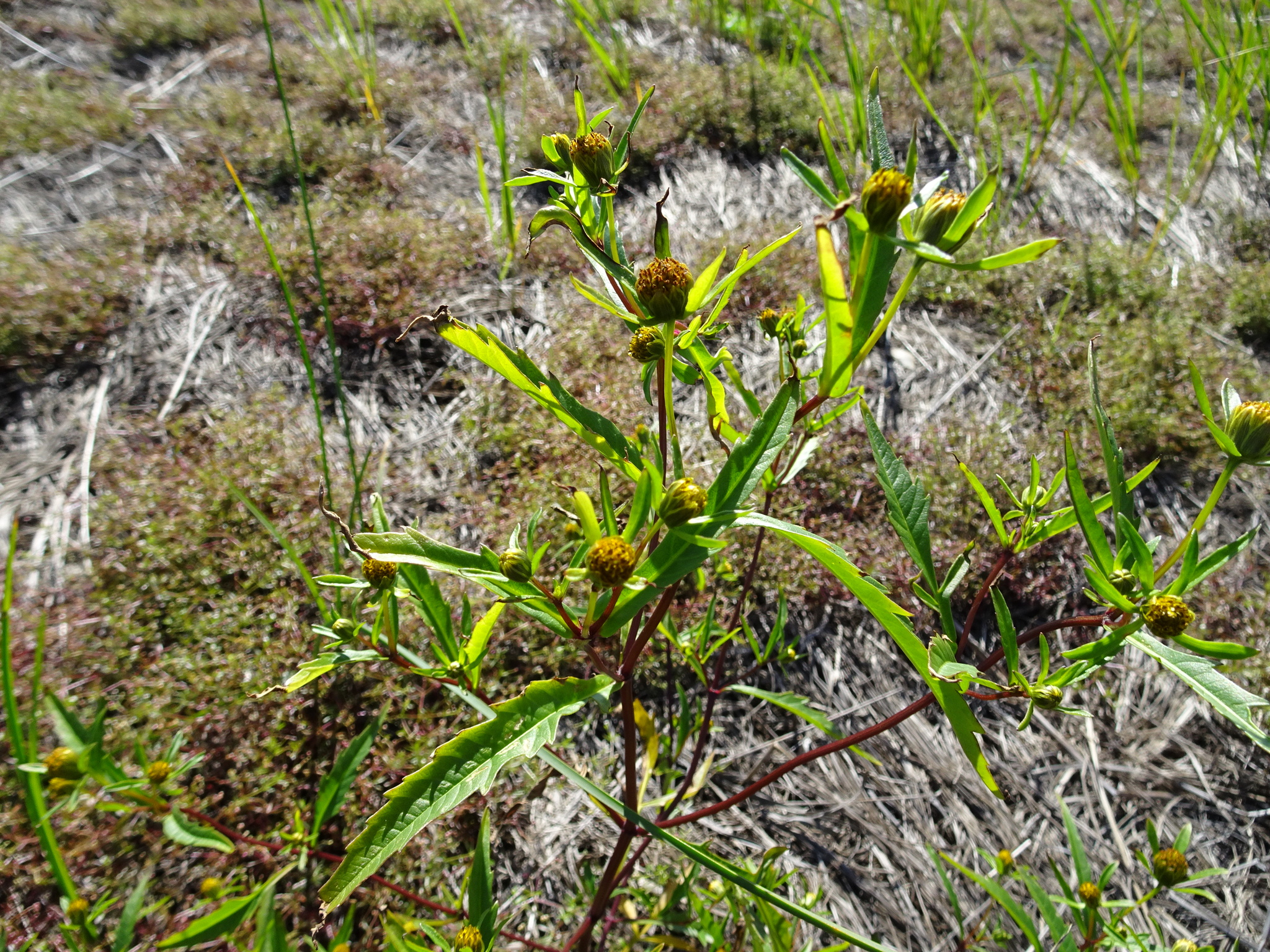 Bidens heterodoxa