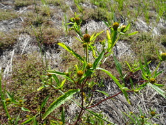 Bidens heterodoxa