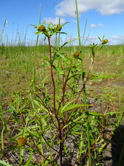 Bidens heterodoxa