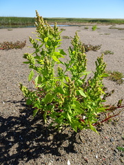 Chenopodium berlandieri macrocalycium