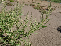 Atriplex littoralis
