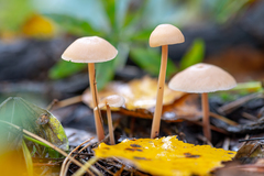 Mycena