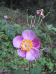 Eriocapitella vitifolia