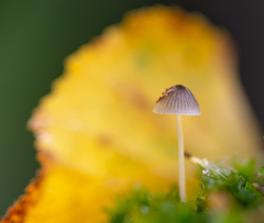 Mycena
