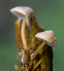 Mycena