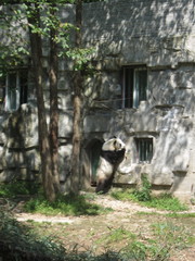 Ailuropoda melanoleuca