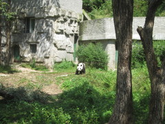 Ailuropoda melanoleuca