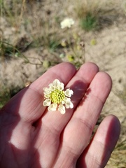 Scabiosa ochroleuca