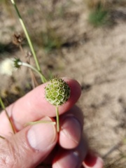 Scabiosa ochroleuca