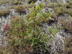 Bidens heterodoxa