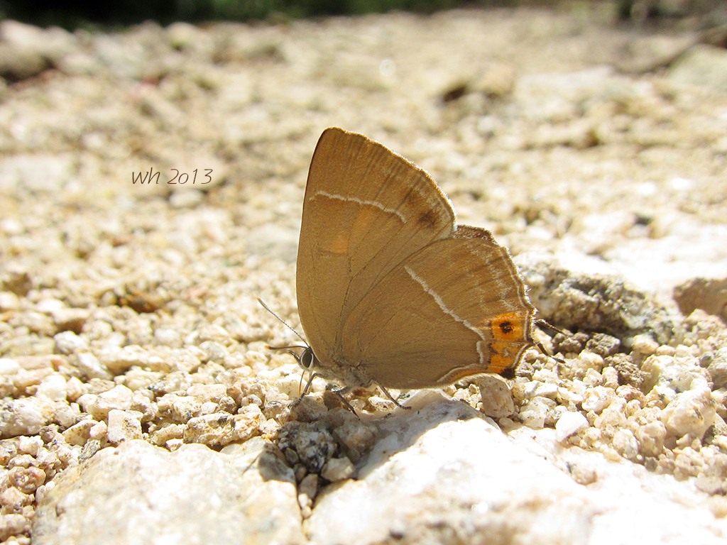 Chrysozephyrus brillantinus