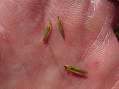Bidens heterodoxa