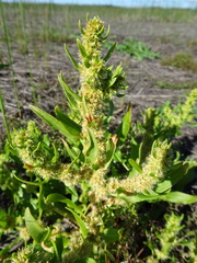Rumex persicarioides