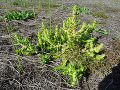 Rumex persicarioides