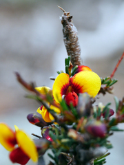 Dillwynia ramosissima