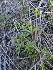 Bidens heterodoxa