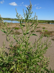 Atriplex littoralis
