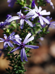 Olearia minor