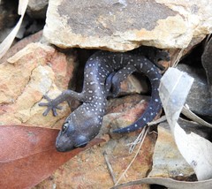 Oedura tryoni