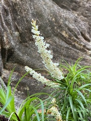 Dracophyllum secundum