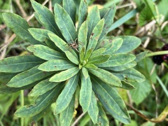 Euphorbia amygdaloides