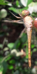 Tholymis tillarga