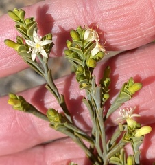 Olax stricta