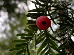 Taxus baccata