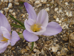 Crocus carpetanus