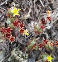 Sedum pacense