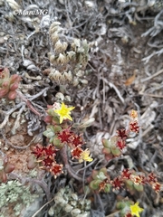 Sedum pacense