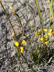 Diuris decrementa