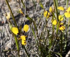 Diuris decrementa