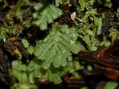 Catharomnion ciliatum