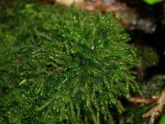 Echinodiopsis hispida