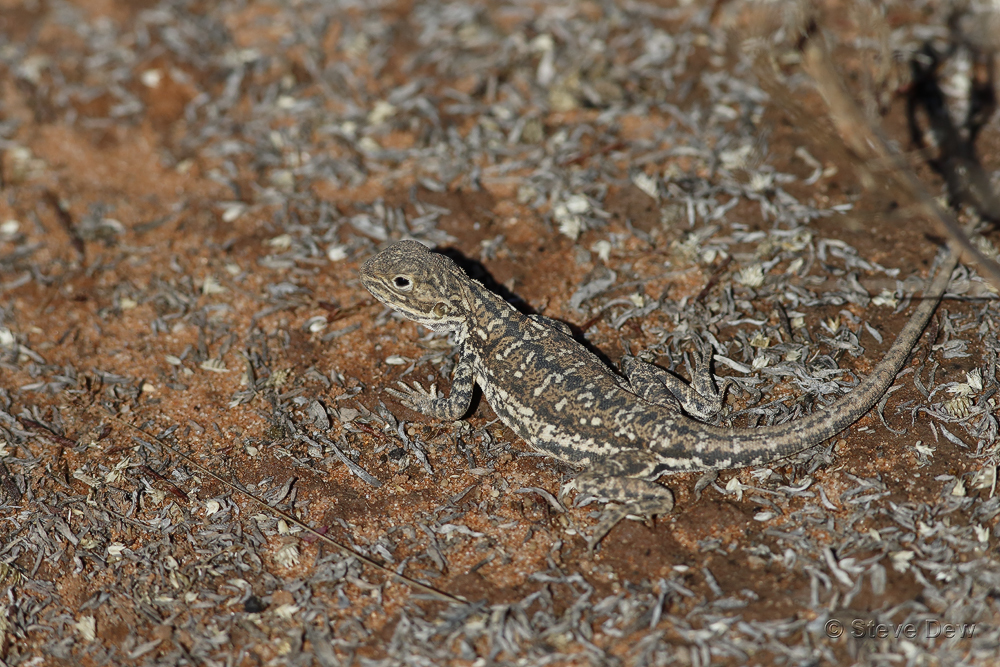 Painted Dragon from Bulloo, Queensland, Australia on July 24, 2020 at ...