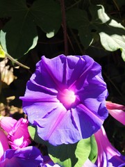 Ipomoea indica