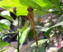 Tholymis tillarga