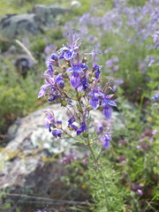 Teucrium orientale