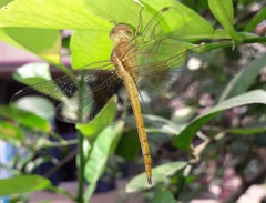 Tholymis tillarga