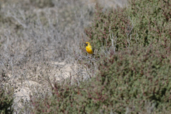 Epthianura aurifrons