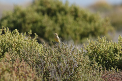 Epthianura aurifrons
