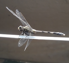 Orthetrum sabina