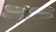 Orthetrum sabina