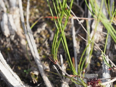 Melaleuca schaueri